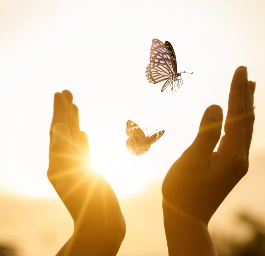 The girl frees the butterfly from  moment Concept of freedom